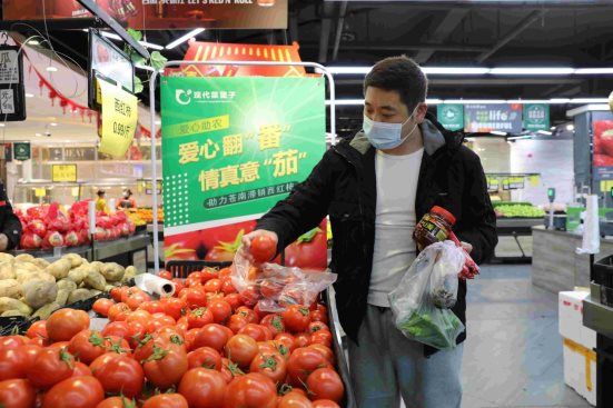鄉(xiāng)村振興創(chuàng)新助力新模式：現(xiàn)代菜籃子紅色菜盟&ldquo;解困&rdquo;溫州滯銷番茄